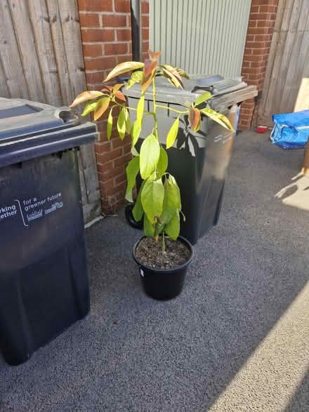 Photo of free Avocado plant (WS14 Lichfield) #1