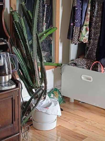 Photo of free Euphorbia plant (Edgware HA8) #1