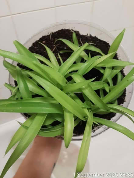 Photo of free 'Bonnie' spider plant solid green (Edgwarebury Lane) #2