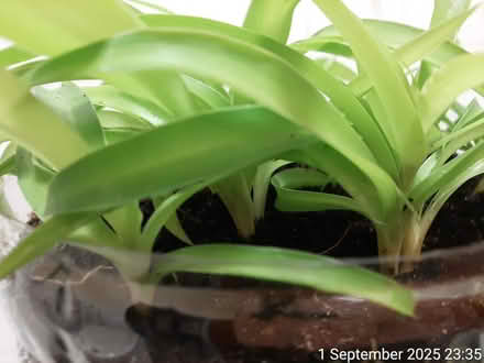 Photo of free 'Bonnie' spider plant solid green (Edgwarebury Lane) #4