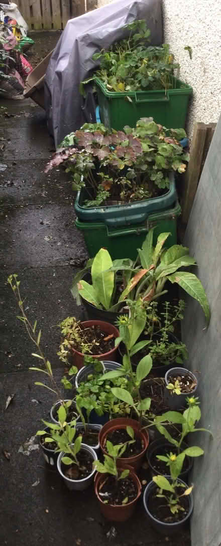 Photo of free Garden Plants (Bridge of Allan FK9) #1