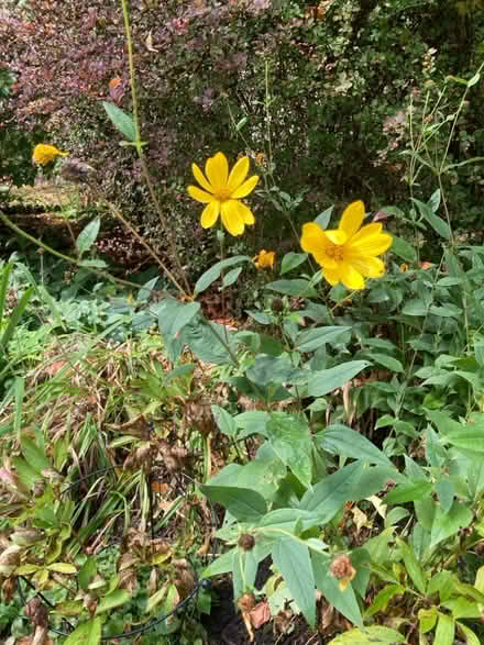 Photo of free Perennial flowering plant, sunflower family (Chad Valley B16) #2