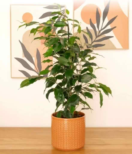 Photo of Large house plant (Bowbridge GL5) #2