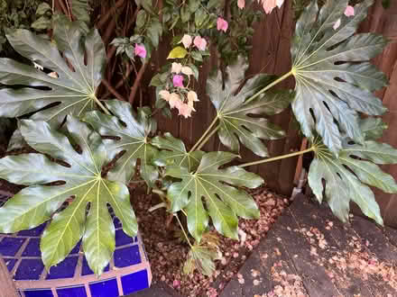 Photo of free large plant (Lawrence/ El Camino Real) #1