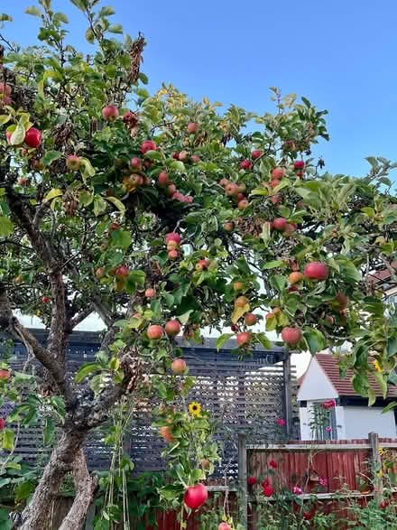 Photo of free Apples (Hatfield AL10) #3