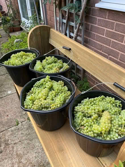 Photo of free White grapes for juicing/wine (Glastonbury BA6) #3