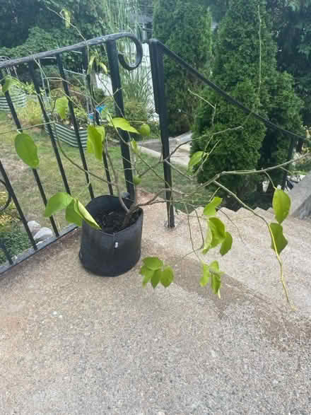 Photo of free Lime tree in grow bag (Near School at Mount Auburn.) #1