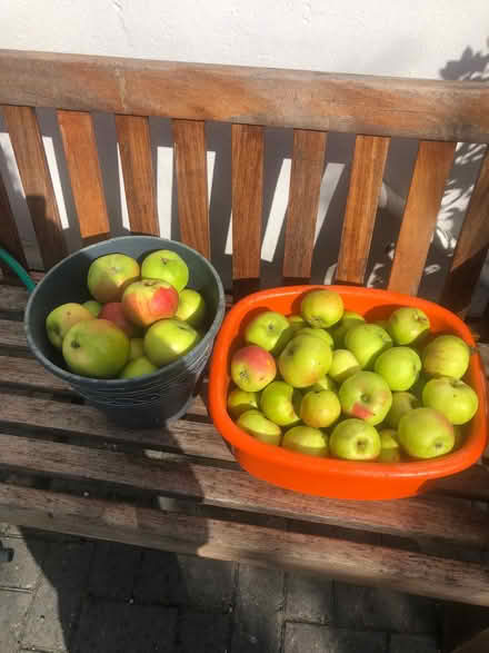 Photo of free Cooking apples (Lydiard Millicent SN5) #1