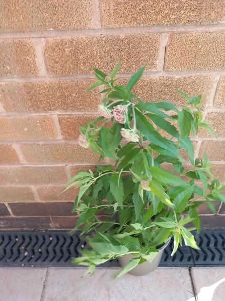 Photo of free Eupatorium plant (Aspley NG8) #1