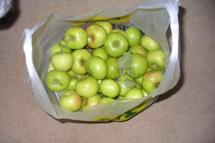 Photo of free 5kg of cooking apples (Far Bletchley MK3) #1
