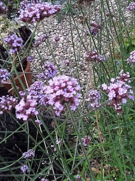Photo of free Verbena Bonariensis Plants (Far Bletchley MK3) #1