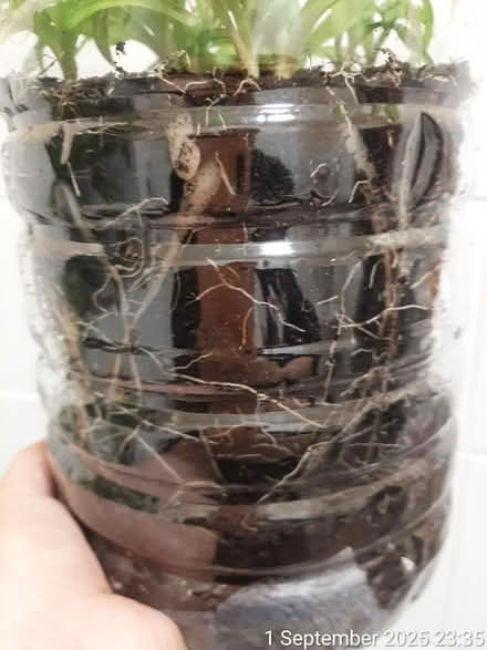 Photo of free 'Bonnie' spider plant solid green (Edgwarebury Lane) #3