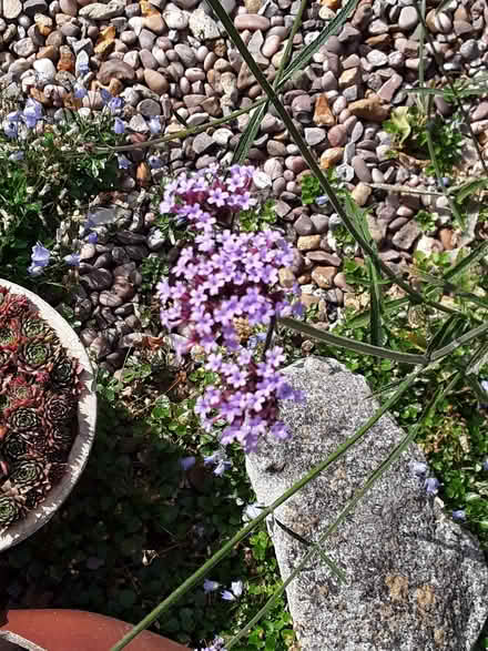 Photo of free Verbena Bonariensis Plants (Far Bletchley MK3) #2