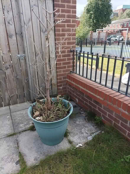 Photo of free Huge plant pot (Manchester M13) #1