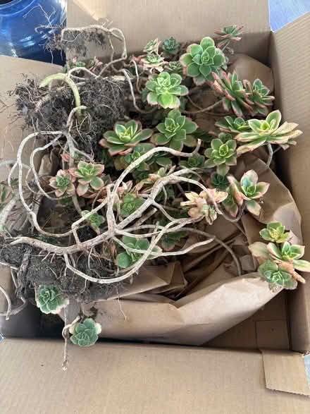 Photo of free Succulents (South Salinas) #1