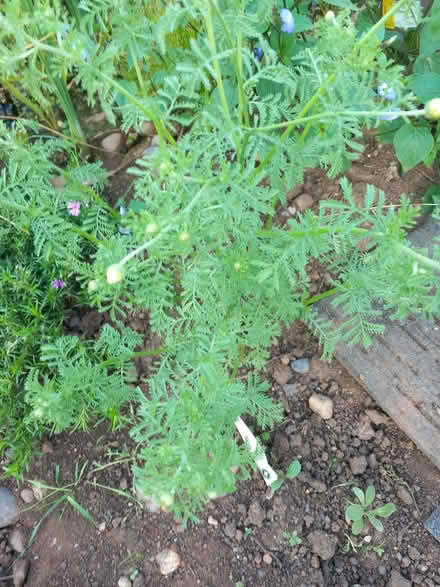 Photo of free Corn chamomile plant (Aspley NG8) #1