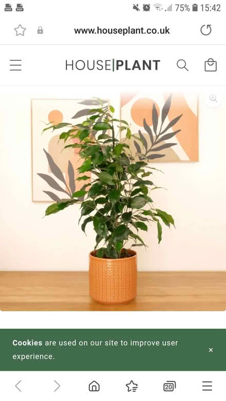 Photo of Large house plant (Bowbridge GL5) #1