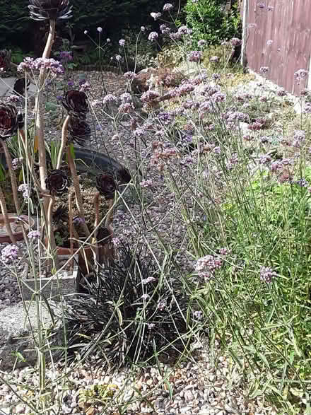 Photo of free Verbena Bonariensis Plants (Far Bletchley MK3) #3