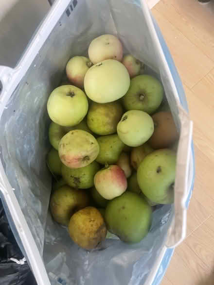 Photo of free Apples (clayhill CH64) #1