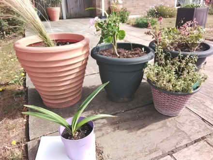 Photo of free Plants and Pots (CT10) #1