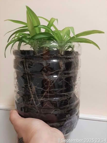 Photo of free 'Bonnie' spider plant solid green (Edgwarebury Lane) #1