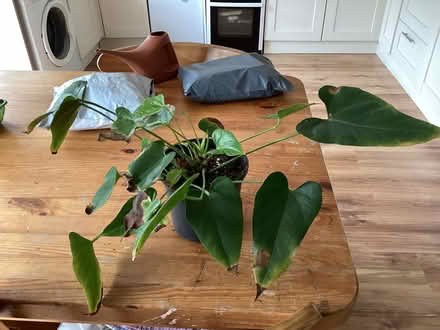 Photo of free Houseplant (Upton CH49) #1