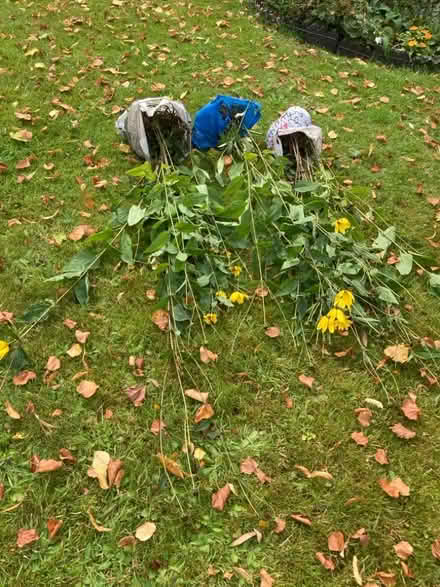 Photo of free Perennial flowering plant, sunflower family (Chad Valley B16) #1