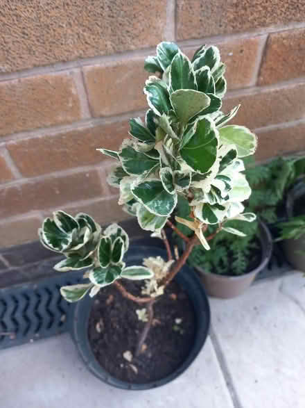 Photo of free Euonymus plant (Aspley NG8) #1