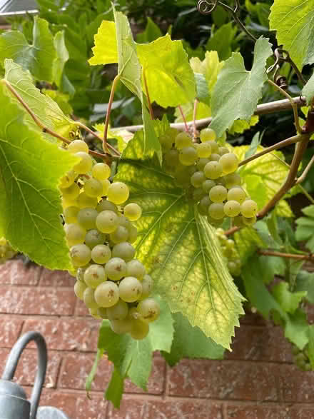 Photo of free White grapes for juicing/wine (Glastonbury BA6) #1