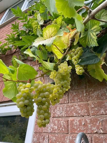 Photo of free White grapes for juicing/wine (Glastonbury BA6) #2