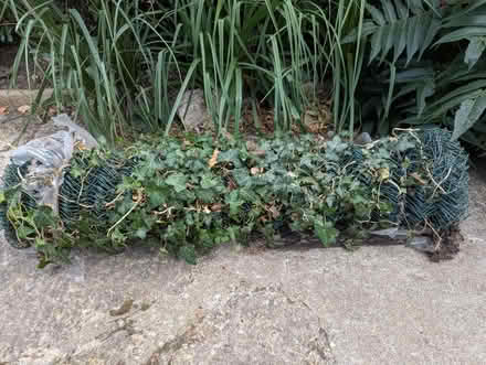 Photo of free Roll of chain link fencing (Hitchin, SG5) #1