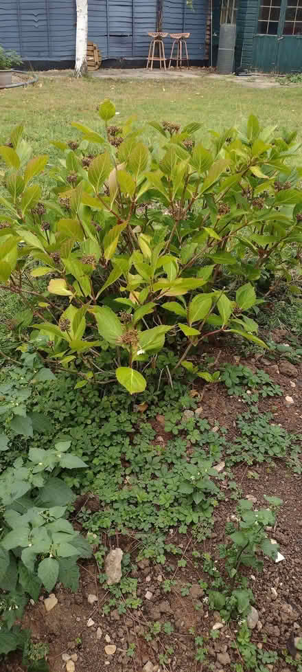 Photo of free Lace cap hydrangea bush (Sherrard's Green WR14) #1