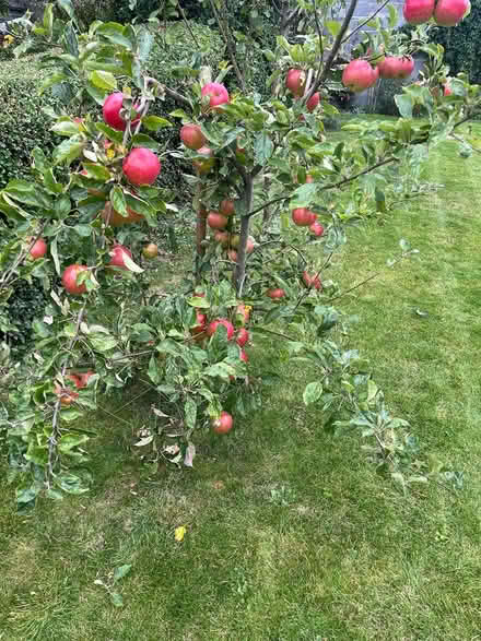 Photo of free Apples (Crumlin) #1