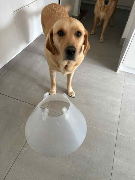 Photo of free Large dog cone (Cottonmill, St Albans, AL1) #1