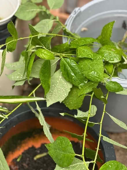 Photo of free Pussy Willow Saplings (Warwick CV34) #1