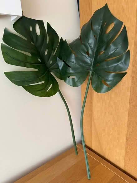 Photo of free Faux monstera plants (Bexleyheath DA7) #1