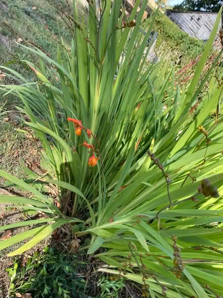 Photo of free Montbretia/crocosmia corms (Horton SY4) #1