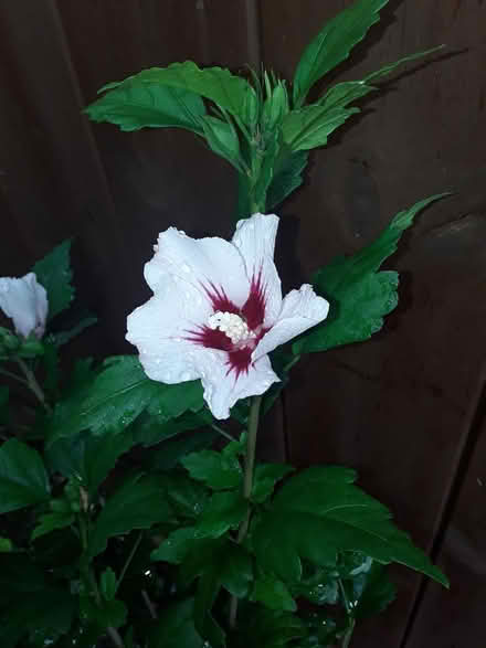 Photo of free Hardy hibiscus (Didcot OX11) #1