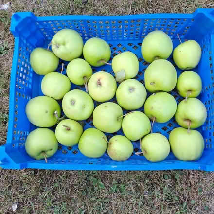 Photo of free Green eating apples (Orton Waterville) #1