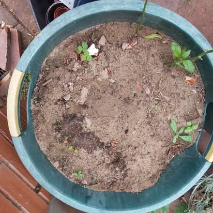 Photo of free Sand for leveling block work (Blackhall EH4) #3