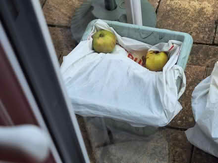 Photo of free Cooking apples (GL51) #1
