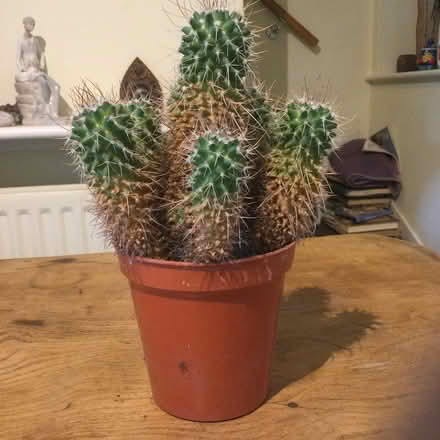 Photo of free Cactus in pot (Farley Heath GU5 9EW) #1