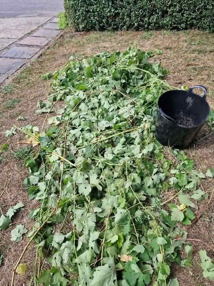 Photo of free Grapevines (New Town CO4) #1