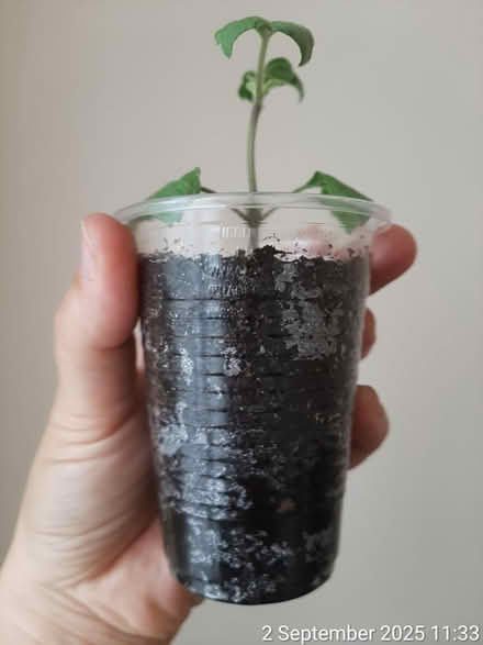 Photo of free Holy basil rooted cutting [tulsi] (Edgwarebury Lane) #3