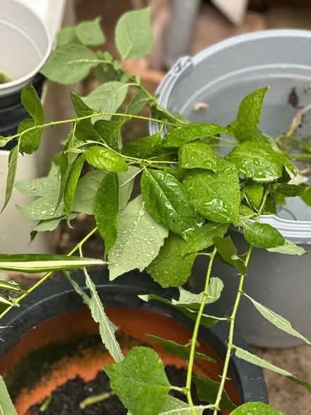 Photo of free Pussy Willow Saplings (Warwick CV34) #3