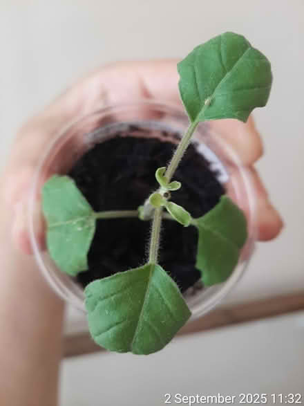 Photo of free Holy basil rooted cutting [tulsi] (Edgwarebury Lane) #2