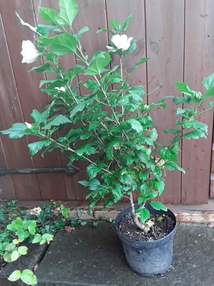 Photo of free Hardy hibiscus (Didcot OX11) #2