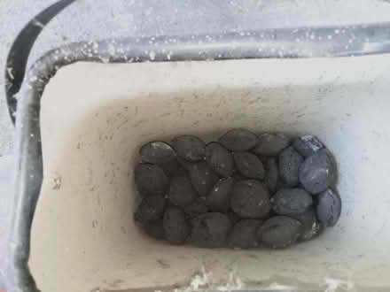 Photo of free Barbecue stuff (Woodley RG5) #2