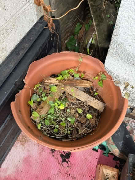 Photo of free Old Large plant pot (Marston OX3 0) #3