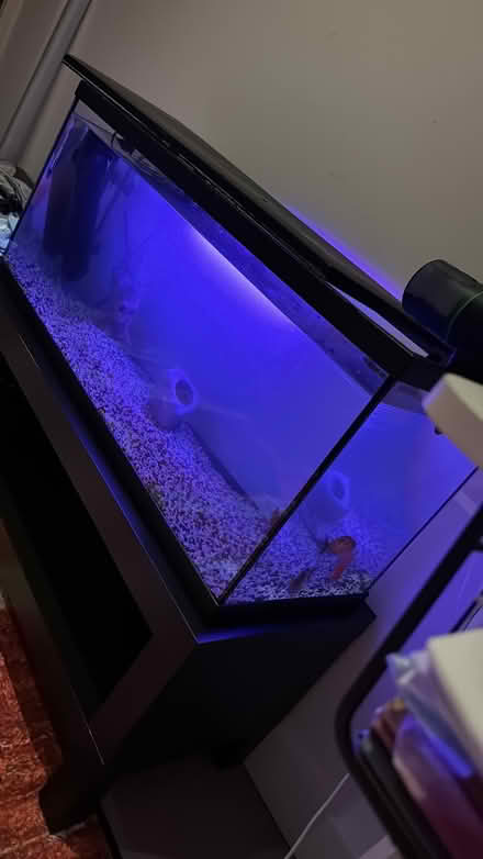 Photo of free 85 litre Aquarium for tropical fish with all accessories (North Cricklewood NW2) #4